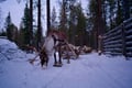 3-in-1 Combo Tour Husky, Reindeer & Snowmobile sleigh ride, Levi