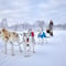 Lapland Wilderness Husky Safari 7,5 km