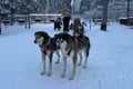 Lapland Wilderness Husky Safari 7,5 km