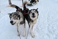Lapland Wilderness Husky Safari 7,5 km