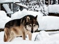 Husky Park Visit & Meet the Movie Star Animals, Levi