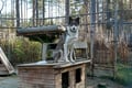 Husky Park Visit & Meet the Movie Star Animals, Levi