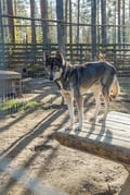 Husky Park Visit & Meet the Movie Star Animals, Levi