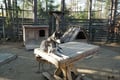 Husky Park Visit & Meet the Movie Star Animals, Levi