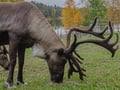 Reindeer & Husky Tour in Summer / Autumn