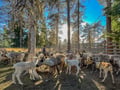 Reindeer & Husky Tour in Summer / Autumn