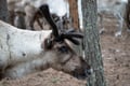 Reindeer & Husky Tour in Summer / Autumn