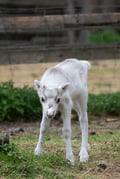 Authentic Reindeer Farm Experience in Summer & Autumn