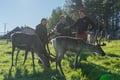Authentic Reindeer Farm & Ranua Wildlife Park