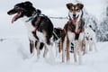Santa's Husky Rides, 2.5km Husky ride at the Santa Claus Village