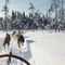Santa's Husky Rides, 2.5km Husky ride at the Santa Claus Village