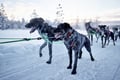 Santa's Husky Rides, 2.5km Husky ride at the Santa Claus Village
