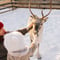Private - Meet & Feed Reindeer In Levi (2h)