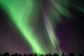 Rovaniemi: Lapland In A Day - Reindeer, Sledding, Snowmobile & Nature