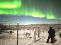 Rovaniemi: Lapland In A Day - Reindeer, Sledding, Snowmobile & Nature