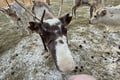 Husky Ride, Reindeer Ride and Ice Fishing One Day Experience