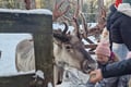 Hooves & Antlers: A Nordic Creature Chronicle****