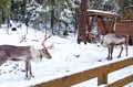 Hooves & Antlers: A Nordic Creature Chronicle****
