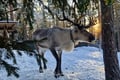 Hooves & Antlers: A Nordic Creature Chronicle****