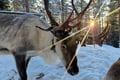 Hooves & Antlers: A Nordic Creature Chronicle****