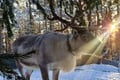 Hooves & Antlers: A Nordic Creature Chronicle****