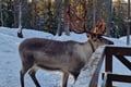 Hooves & Antlers: A Nordic Creature Chronicle****