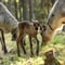 Rovaniemi: Summer & Autumn Reindeer Farm Visit - Small Group