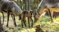 Rovaniemi: Summer & Autumn Reindeer Farm Visit - Small Group