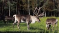 Rovaniemi: Summer & Autumn Reindeer Farm Visit - Small Group