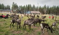 Rovaniemi: Summer & Autumn Reindeer Farm Visit - Small Group