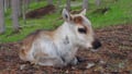 Rovaniemi: Summer & Autumn Reindeer Farm Visit - Small Group