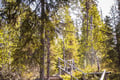 Auttiköngäs Waterfalls & Nature Trail