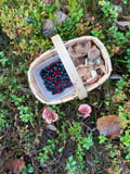 Forest Adventure & Outdoor Cooking