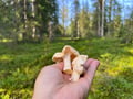 Forest Adventure & Outdoor Cooking
