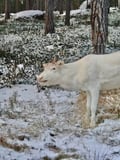 Reindeer feeding in Inari