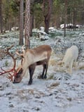 Reindeer feeding in Inari