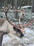 Reindeer feeding in Inari