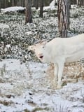 Reindeer feeding in Inari