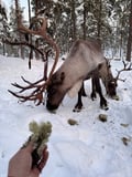 Reindeer feeding in Inari