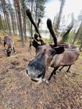 Finland Winter 7-Day Tour: Icebreaker, Aurora & Santa Village