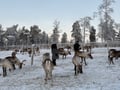 Reindeer & Snowshoeing Experience in the Wild