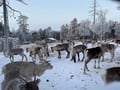 Reindeer & Snowshoeing Experience in the Wild