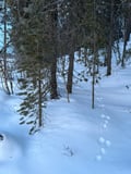 Reindeer & Snowshoeing Experience in the Wild
