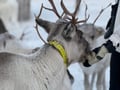 Reindeer & Snowshoeing Experience in the Wild
