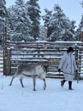 Reindeer & Snowshoeing Experience in the Wild