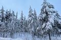 Rovaniemi Half Day Private Transportation Charter