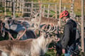 Electric Fatbike Trip to Wilderness Cabin, Reindeer & Sauna (2 Days)