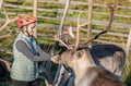 Electric Fatbike Trip to Wilderness Cabin, Reindeer & Sauna (2 Days)