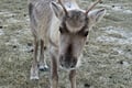 Rovaniemi Reindeer Safari Sleigh Ride 1h