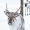 Rovaniemi Reindeer Safari Sleigh Ride 1h